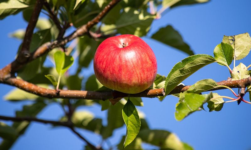Datei:Apfel Obst Früchte Frucht Apfelbaum.jpg