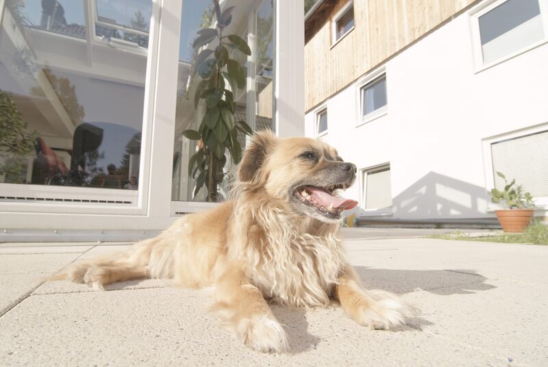 Datei:Hund xy.jpg