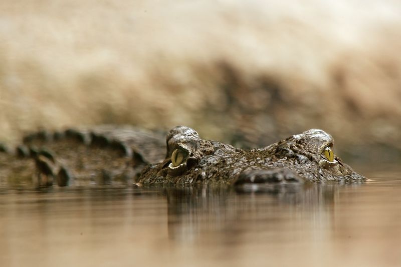 Datei:Krokodil im Wasser Reptil.jpg