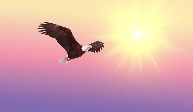 Datei:Adler Freiheit Sonne.jpg