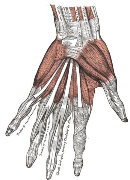 Datei:Henry Vandyke Carter Illustrator Gray Anatomie Hand Faszien.jpg