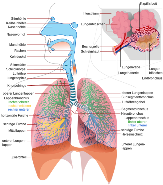 Datei:Das vollständige Atmungssystem.svg.png