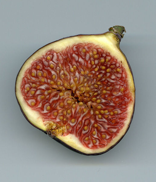 Datei:800px-Feige-Schnitt.jpg