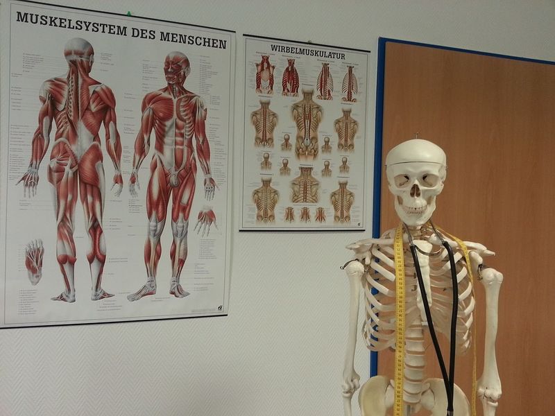 Datei:Skelett Muskelsystem Wirbelmuskulatur Anatomie Körper.jpg