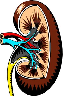 Niere, Organ, Anatomie.jpg