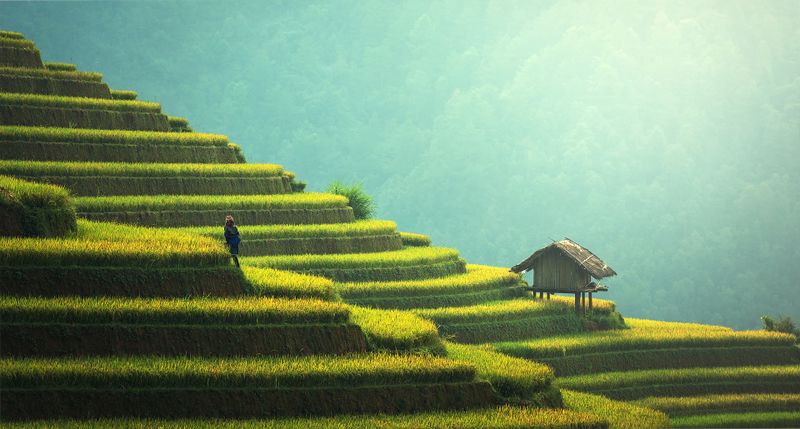 Datei:Reis Asien Reisfelder Landwirtschaft.jpg