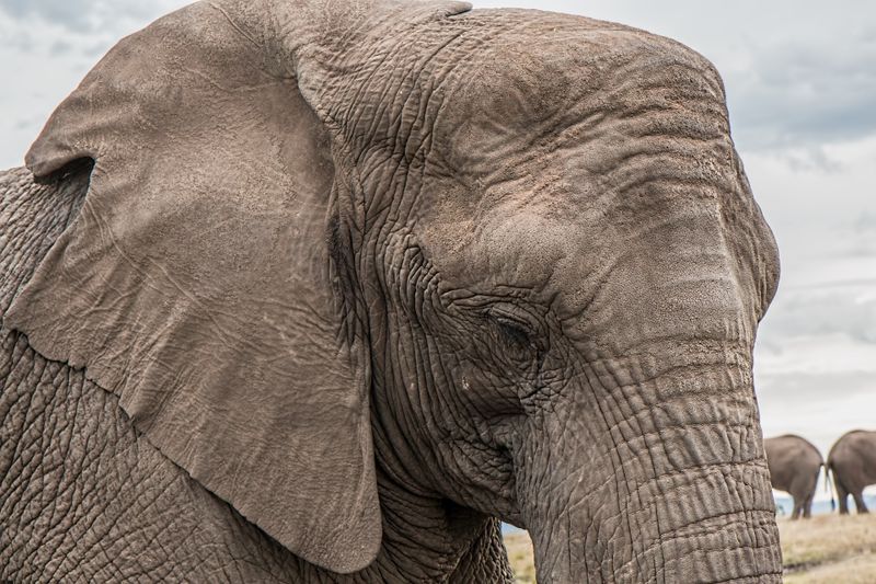 Datei:Elefant-Haut-Ganesha.jpg