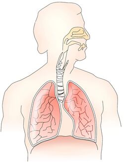 Lungen Atmung Atemorgane Anatomie.jpg