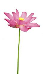 Voller Lotus: Sieht aus wie diese Blume: Ein Fuß auf einen Oberschenkel, den anderen Fuß auf den anderen Oberschenkel...