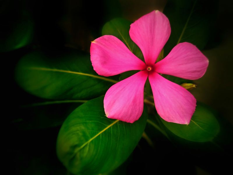 Datei:Blume, Ayurveda, Natur.jpg