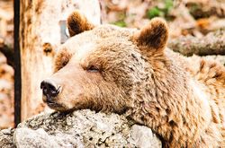 Gemütlicher Bär schlafend.jpg