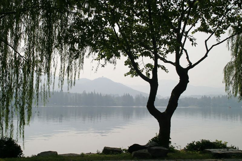Datei:Baum Gingko Natur See.jpg