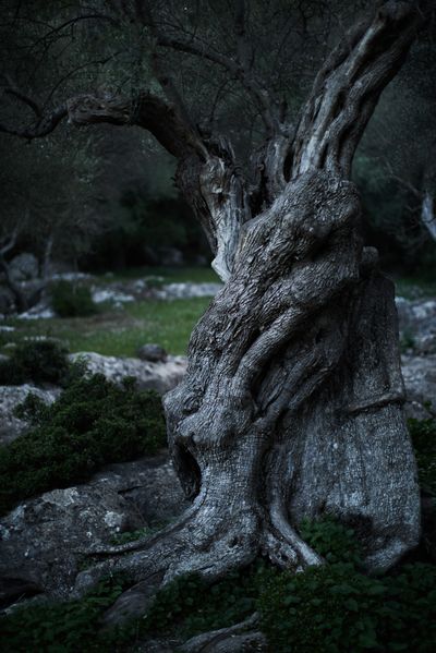 Datei:Olive Baum.jpg
