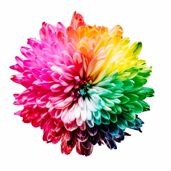 Datei:Blume, Farben.jpg