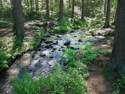 Silberbachtal Wasser Bach Wald.jpg