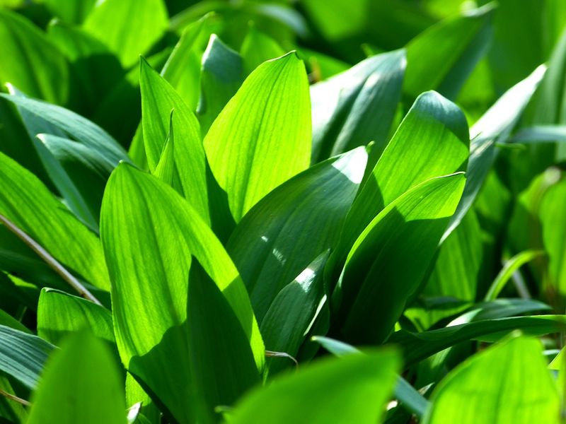 Datei:Bärlauch Lauch grün Pflanze natur.jpg