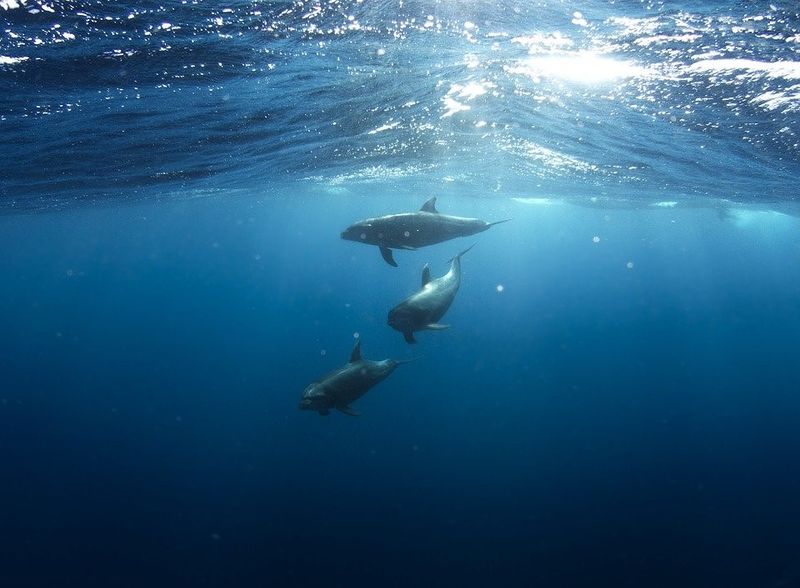 Datei:Delfine Wasser Wellen Ozean Meer.jpg