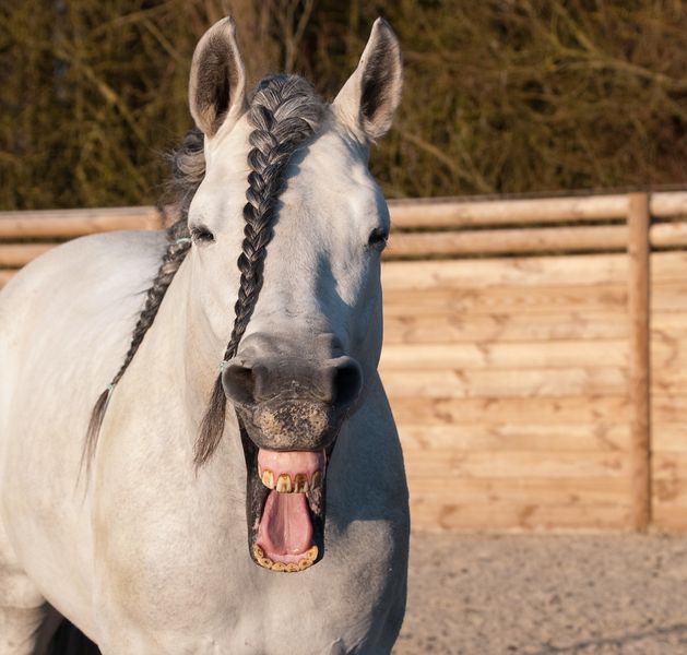 Datei:Pferd lachen lustig.jpg