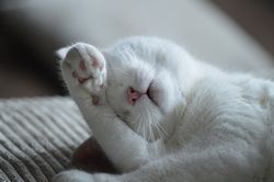 Schlafen Schläfrigkeit Katze.jpg