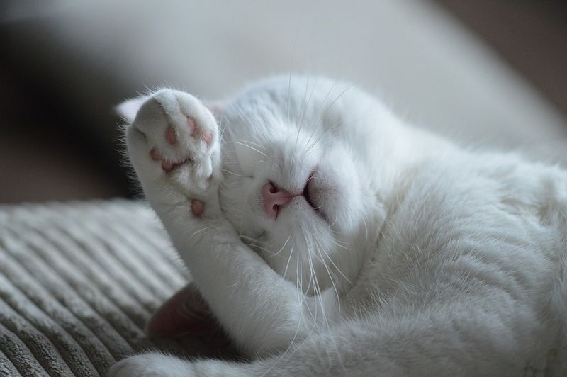 Datei:Schlafen Schläfrigkeit Katze.jpg