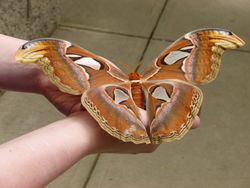 Butterfly-Schönheite-Natur.jpg