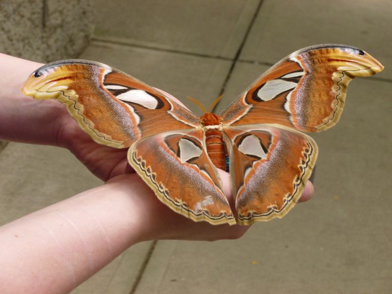 Datei:Butterfly-Schönheite-Natur.jpg