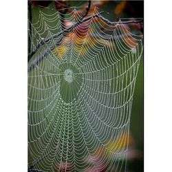 Spinnennetz.jpg