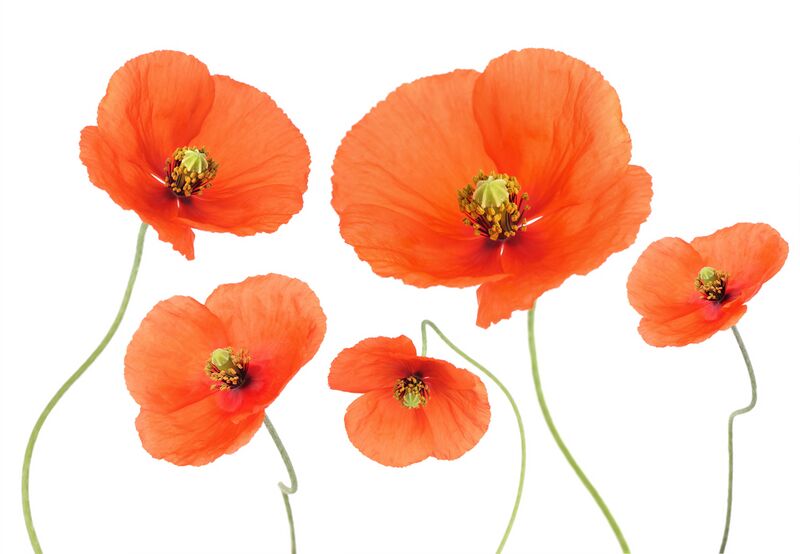 Datei:Stereotyp-Individualitaet-Vielfalt-Mohnblumen.jpg