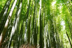 Bambus Rohr Urwald.jpg