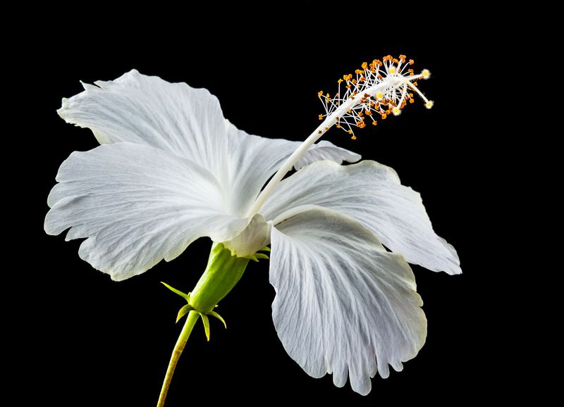 Datei:Hibiscus Blüte Eibisch Heilpflanze.jpg