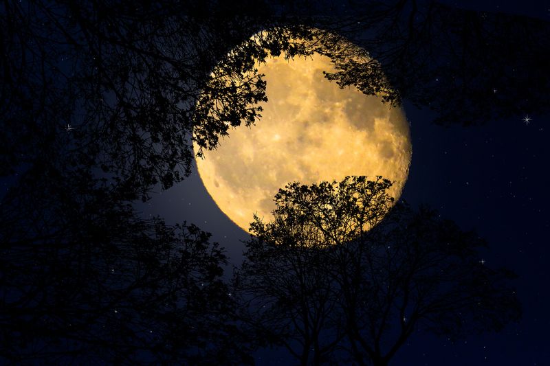 Datei:Background Vollmond Natur sternenhimmel Bäume Nacht Mond.jpg