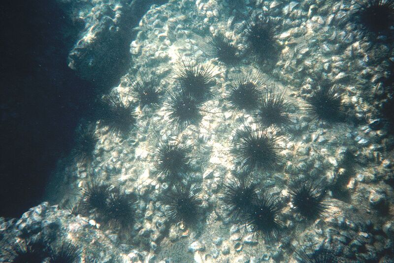 Datei:Seeigel-Meeresgrund-Thailand.jpg