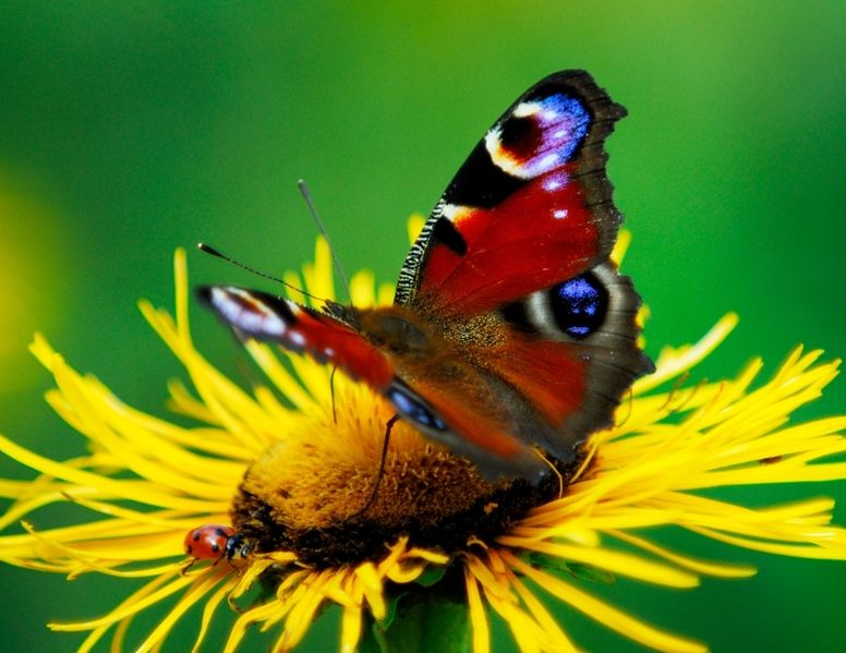 Datei:Ökologie Blume Schmetterling Marienkäfer.JPG
